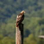 2025年足球开奖结果查询与赛程预测分析 9bsqhkwb65