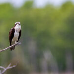 2025年福彩双色球开奖号码全记录与走势分析 qgyy4z