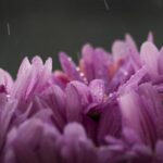 HBO直播在线观看:热门美剧与电影实时畅享指南 sf6w30lth